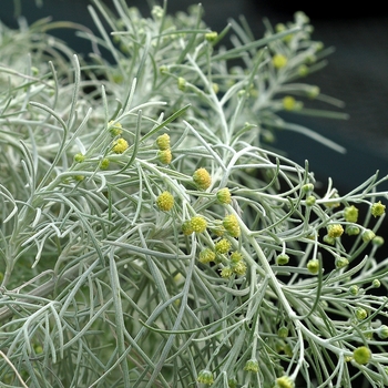 Artemisia mauiensis (Wormwood) - Makana™ 'Silver'