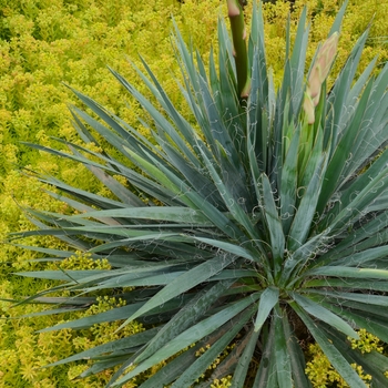 Yucca filamentosa - 'Excalibur' Adam's Needle