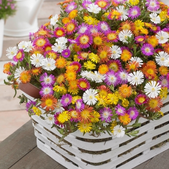 Delosperma cooperi (Ice Plant) - Wheels of Wonder® 'Mix'