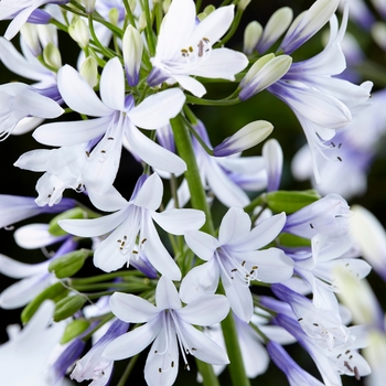 Agapanthus - 'Twister' African Lily