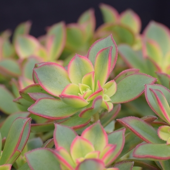 Aeonium - 'Kiwi'