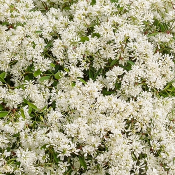 Euphorbia - Diamond Snow®
