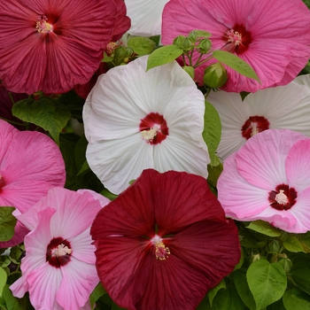 Hibiscus moscheutos (Hardy Hibiscus) - Luna™ 'Mix'