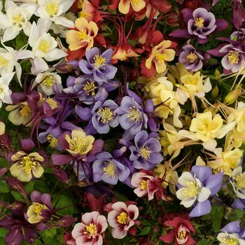 Aquilegia caerulea (Columbine) - Earlybird™ Mix
