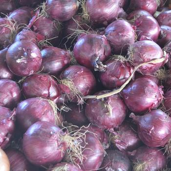 Allium cepa - Red Sweet Onion