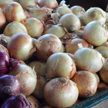 Allium cepa - 1015Y Texas SuperSweet