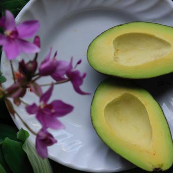 Persea americana - Avocado Joey