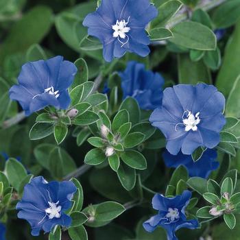 Evolvulus nuttallianus - 'Blue Daze' Blue Daze