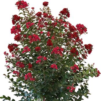Lagerstroemia (Crape Myrtle) - Colorama™ 'Scarlet'