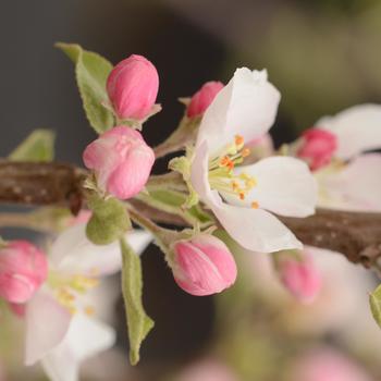 Malus domestica - 'Pink Lady®' Apple