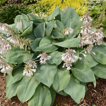 Hosta - 'Blue Mammoth' Plantain Lily, Hosta