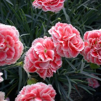 Dianthus (Pinks) - Scent First® 'Coral Reef'