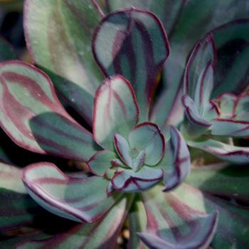 Echeveria nodulosa - Painted Echeveria