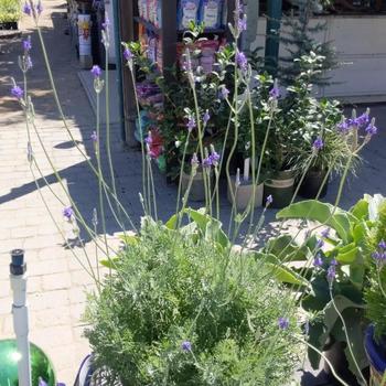 Lavandula pinnata (Pinnata Lavender) - Pinnata Lavender