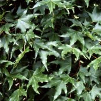 Acer truncatum - Shantung Maple