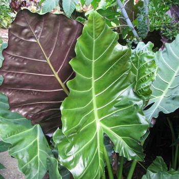Alocasia (Elephant Ear) - Masquerade™ 'Mayan Mask'