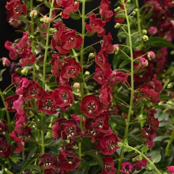 Angelonia angustifolia - Archangel™ Ruby Sangria