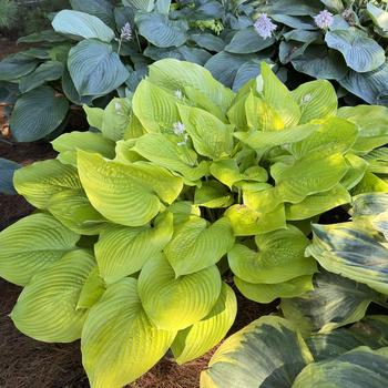 Hosta - 'Age of Gold' Hosta, Plantain Lily