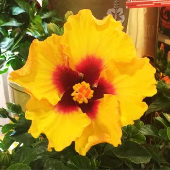 Hibiscus rosa-sinensis - Hollywood Hibiscus® Rico Suave™