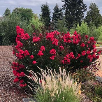 Lagerstroemia - 'Enduring Red' Crapemyrtle