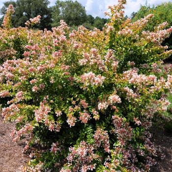 Abelia - Peach Perfection®