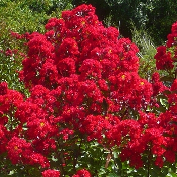 Lagerstroemia indica - 'Miss Frances' Crapemyrtle