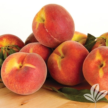 Prunus persica - Ruston Red Peach