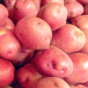 Solanum tuberosum - Red LaSoda Potatoes