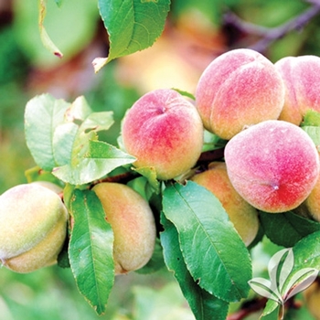 Prunus persica - Rio Grande Peach