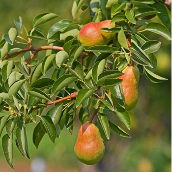 Pyrus communis - Ayers Pear