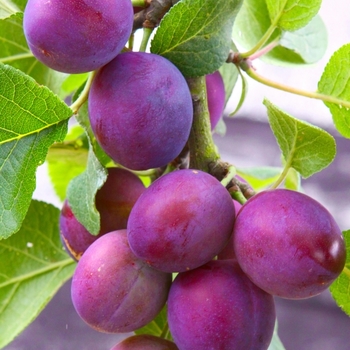Prunus salicina - 'Methley' Japanese Plum