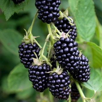 Rubus - 'Apache' Blackberry