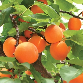 Prunus armeniaca - 'Moorpark' Apricot