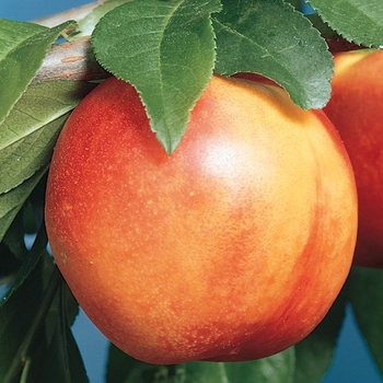 Prunus persica - Smooth Texan 1 Nectarine