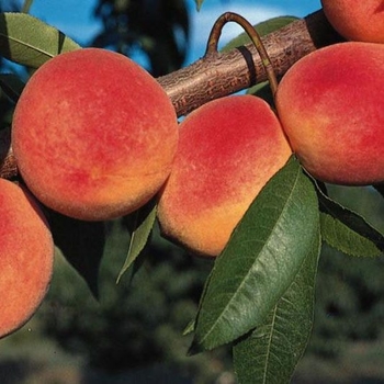 Prunus persica - 'Redhaven' Peach