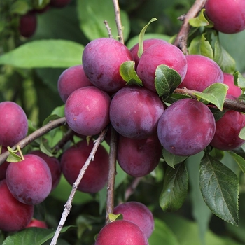Prunus salicina - Morris Plum