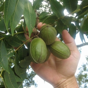 Carya illinoinensis - 'Desirable' Desirable Pecan