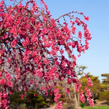 Prunus - 'Crimson Cascade' Weeping Peach
