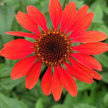 Echinacea - 'Panama™ Red' Coneflower