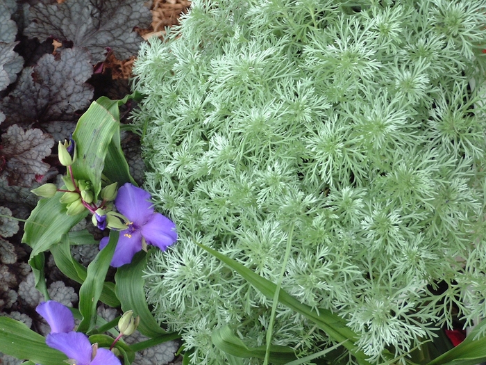 'Silver Mound' Wormwood - Artemisia schmidtiana from Roots Garden Center Inc