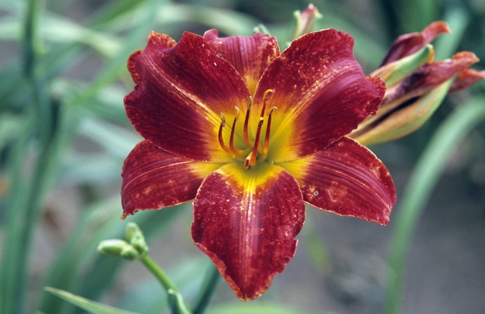 Anzac Daylily - Hemerocallis 'Anzac' from Roots Garden Center Inc