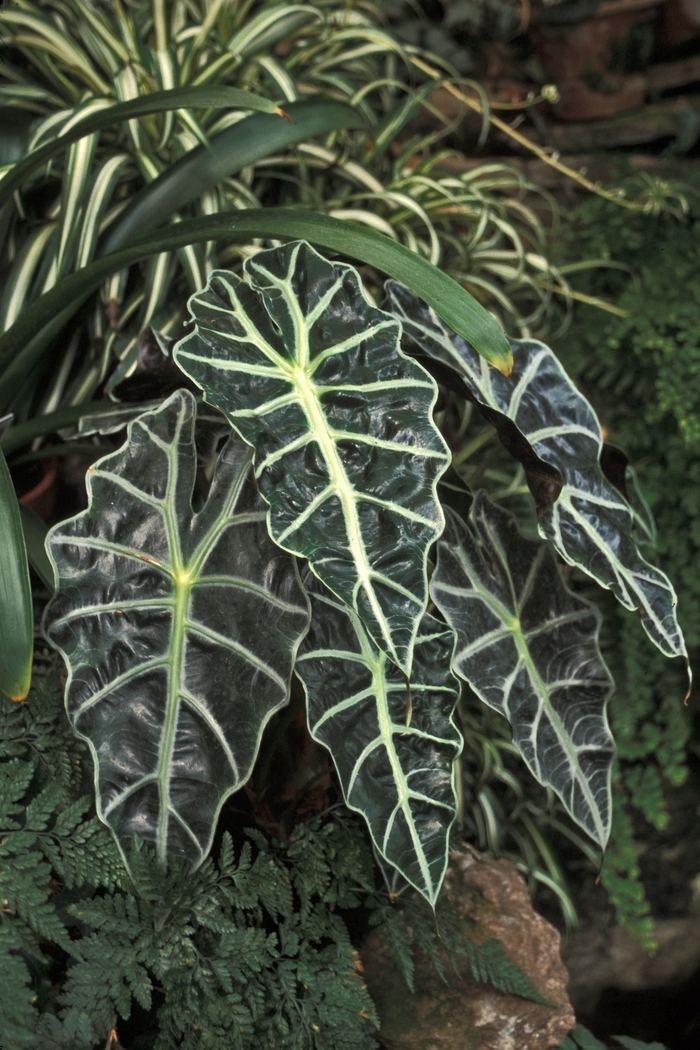 Alocasia - Alocasia amazonica 'Polly' from Roots Garden Center Inc