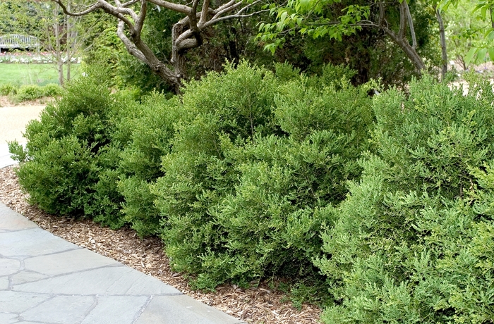 'Wintergreen' Boxwood - Buxus microphylla var. japonica from Roots Garden Center Inc
