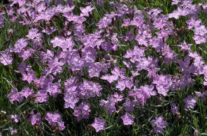 'Baths Pink' Cheddar Pink - Dianthus from Roots Garden Center Inc