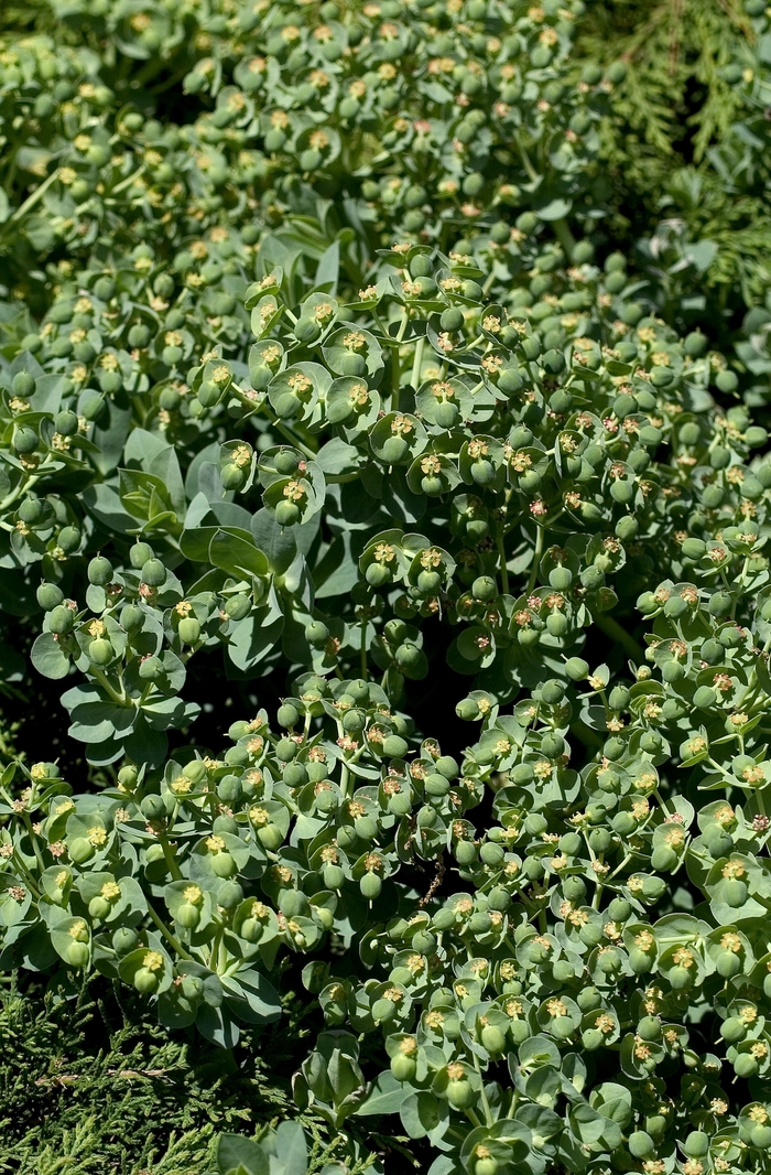 Donkey-Tail Spurge - Euphorbia myrsinites from Roots Garden Center Inc