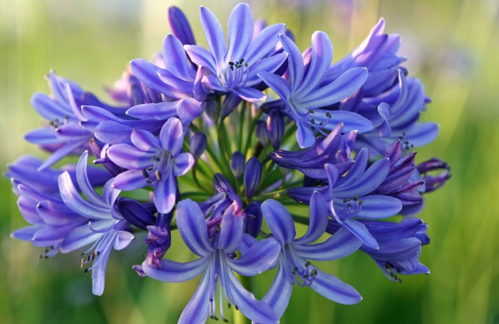 Compact African Lily - Agapanthus from Roots Garden Center Inc