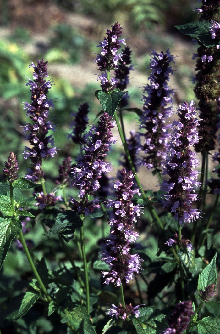 Anise Hyssop - Agastache 'Black Adder' from Roots Garden Center Inc