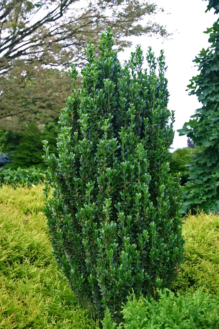 'Sky Pencil' Japanese Holly - Ilex crenata from Roots Garden Center Inc
