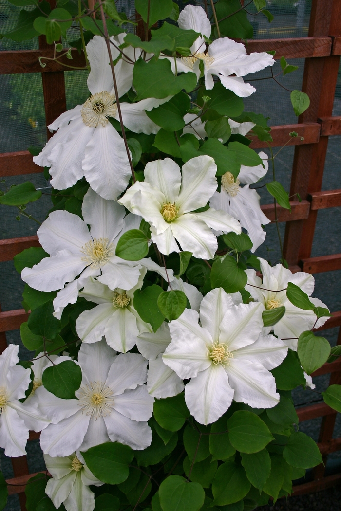 Clematis - Clematis 'Alabast' from Roots Garden Center Inc