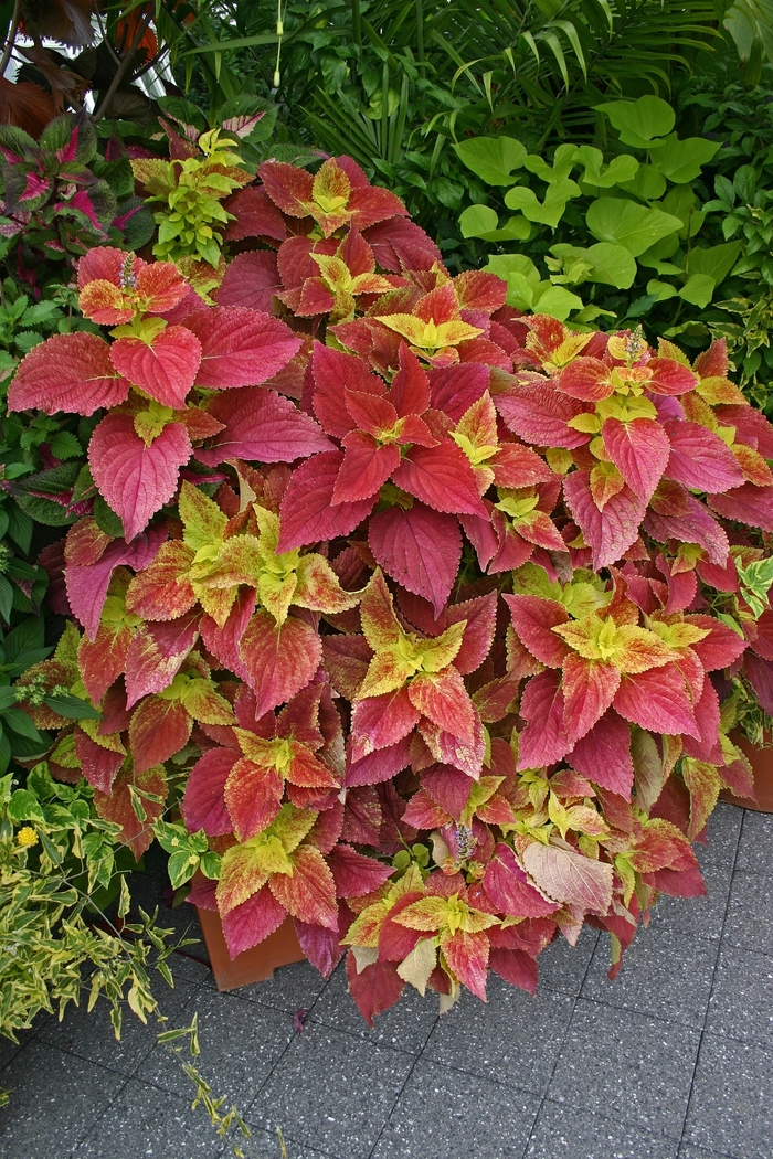 Coleus - Coleus 'Alabama Sunset' from Roots Garden Center Inc